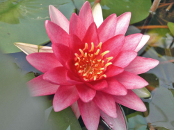 Nymphaea Attraction  rote Seerose